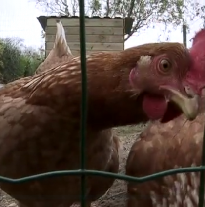 Les poules reines du recyclage