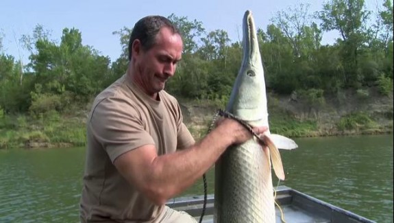 Le poisson alligator – Etats unis,Trinity, état du texas