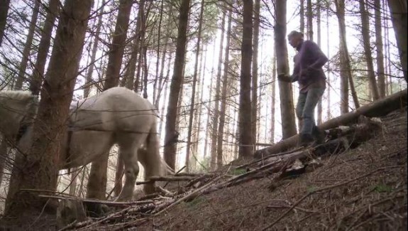 Des chevaux pour débarder