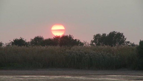 Gibier d’eau en terre camarguaise