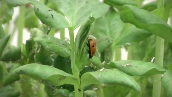 Les coccinelles remplacent les insecticides