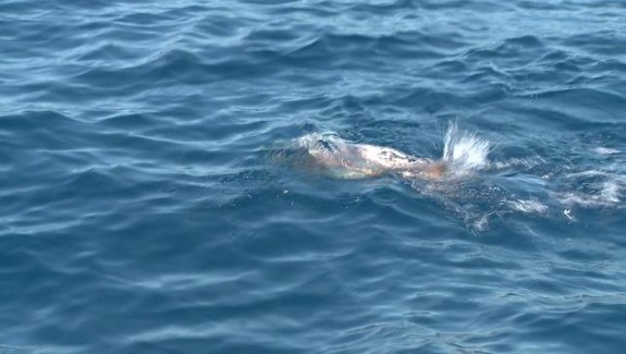 Pêche aux leurres en Méditerranée