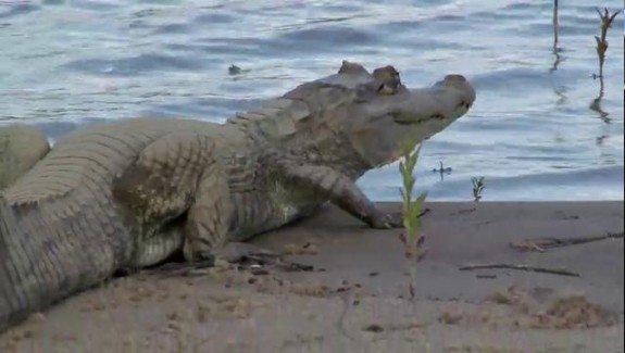 Pêche sauvage chez les Kamayuras – Bresil, état du Matto Grosso