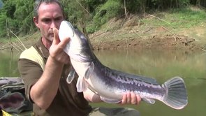 le Snakehead – Thaïlande, région de Surat Thani