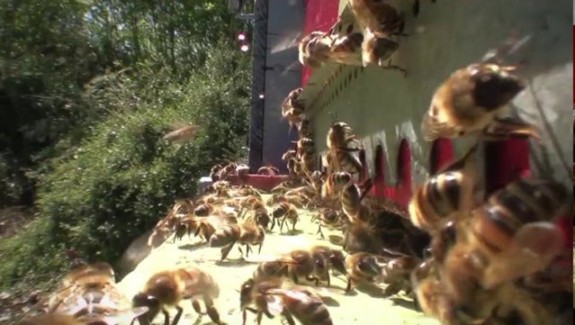 Des ruches en ville