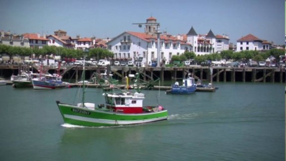 Tournesol pour les bateaux et les animaux