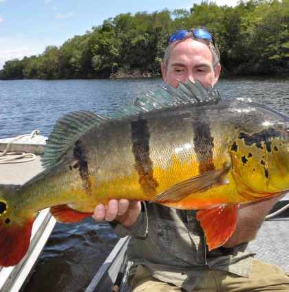 Les Peacock Bass du Rio Negro