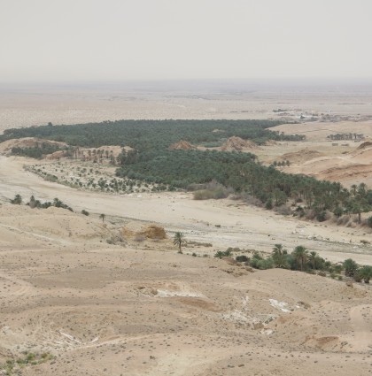 Les sangliers des Palmeraies