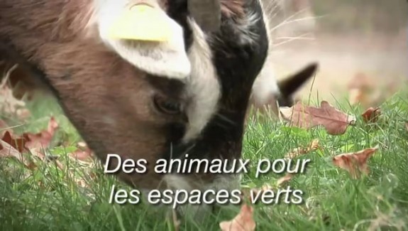 Des animaux pour les espaces verts