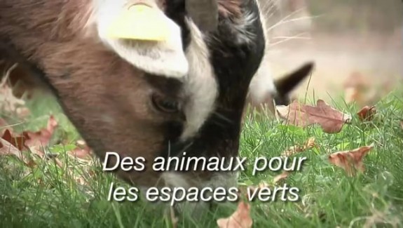 Des animaux pour les espaces verts