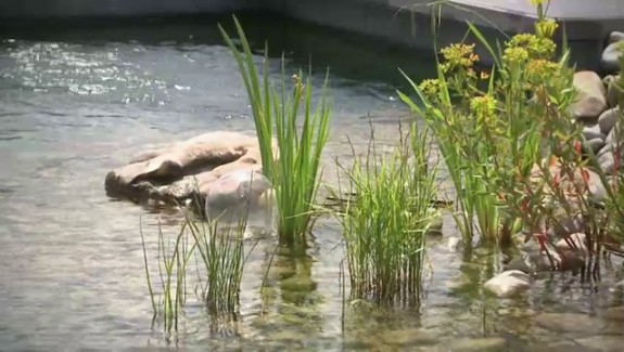 La baignade naturelle