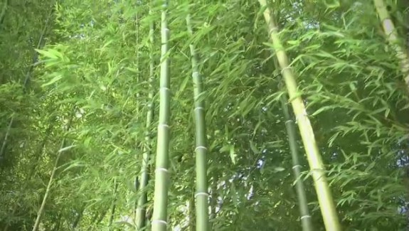 Le bambou à de l’avenir
