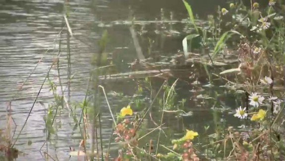 Un jardin sur le périph’